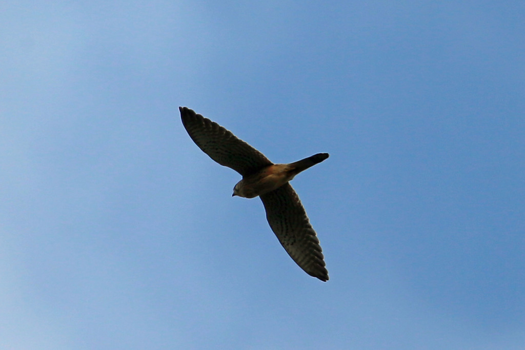 青空にチョウゲンボウ