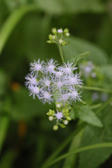 薄紫（名前わかります）