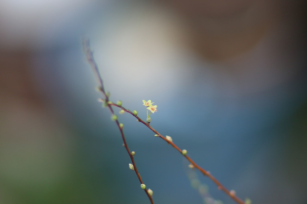 小っちゃい黄色