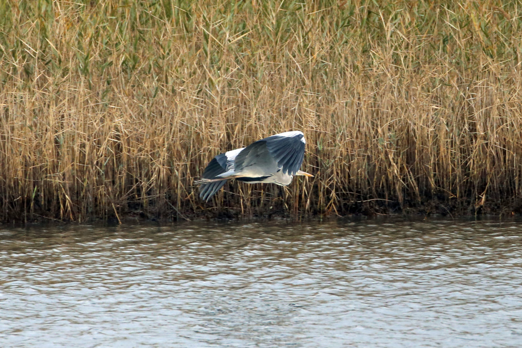 アオサギ飛行中