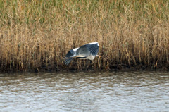 アオサギ飛行中