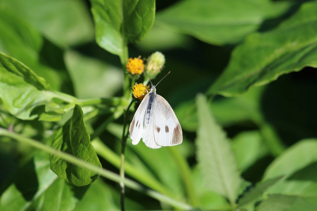 モンシロちゃん