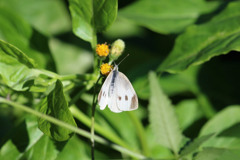 モンシロちゃん