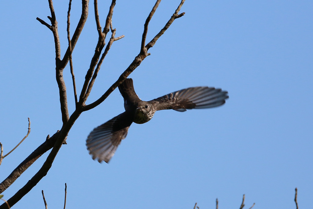 エゾビタキセーフ