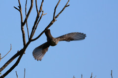 エゾビタキセーフ