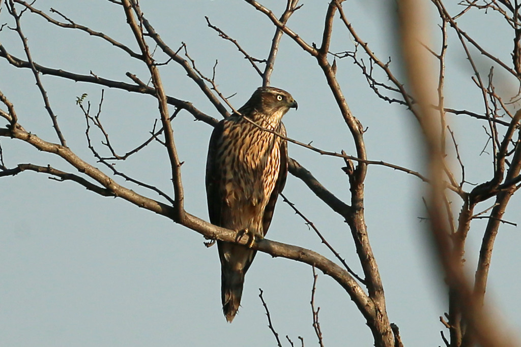 夕陽を浴びたオオタカ幼鳥