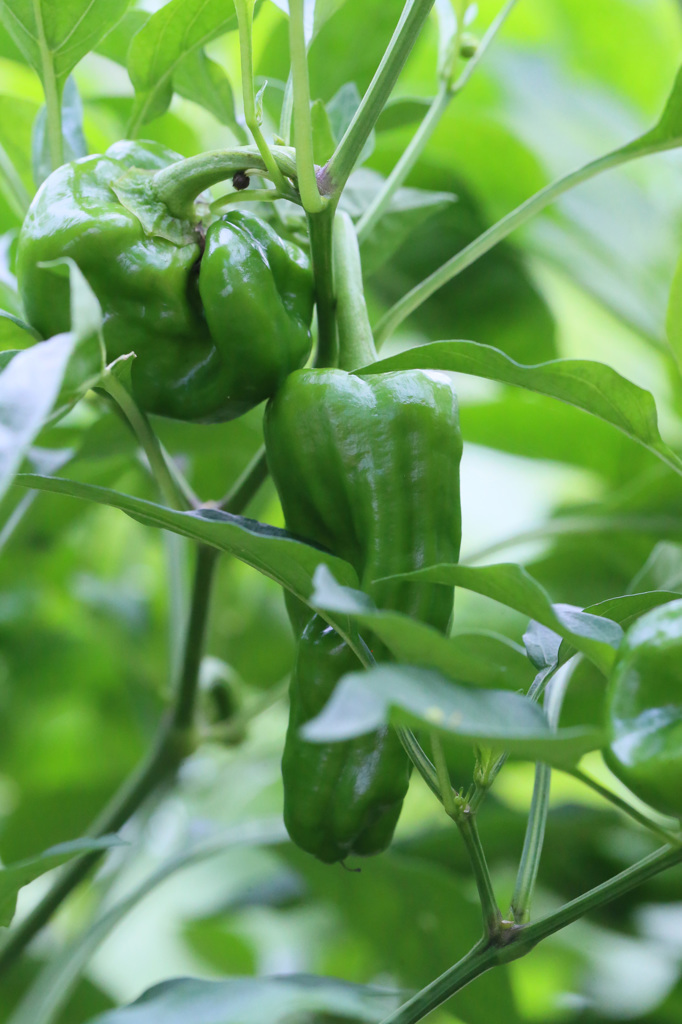 形が悪いほうが美味しいよ