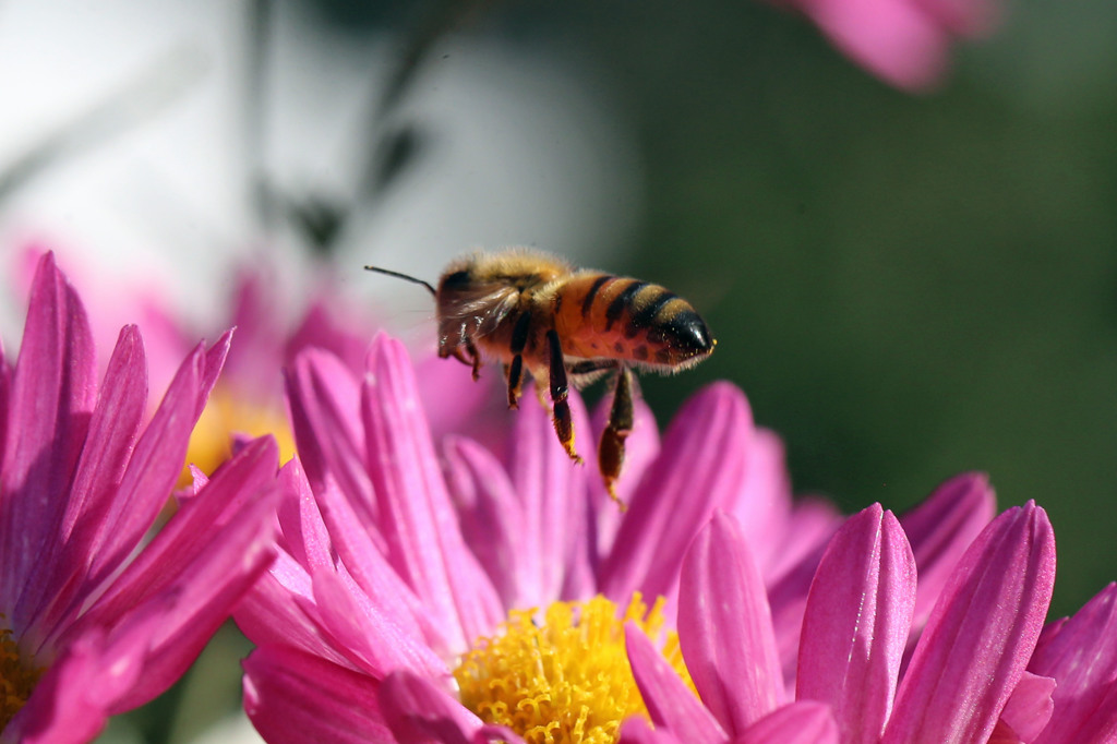 おしりぷりぷり