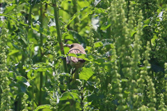 どこにいるのかオオヨシキリその1