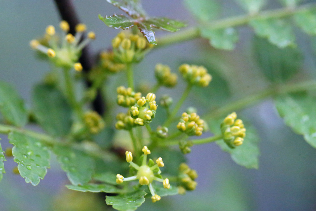 サンショウです