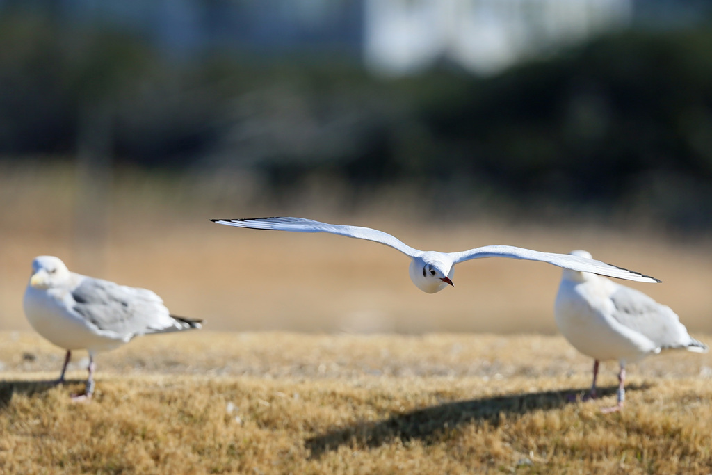 正面シリーズその7