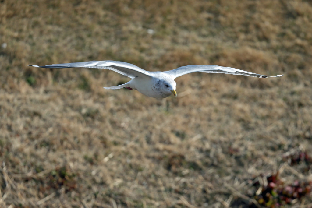セグロカモメ飛び出し-3