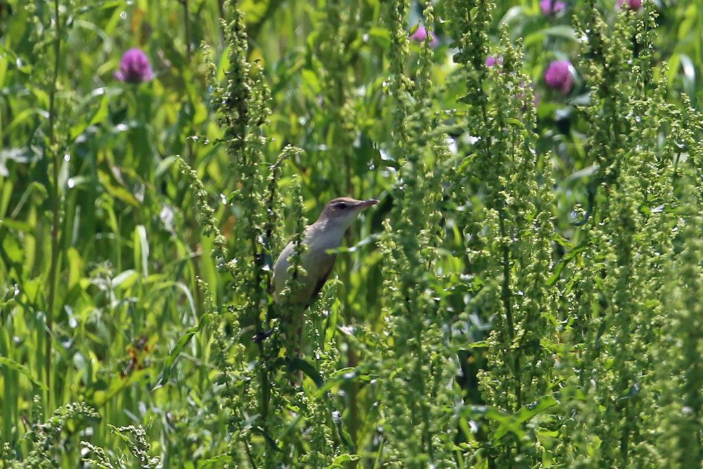 どこにいるのかオオヨシキリその2