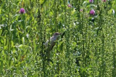 どこにいるのかオオヨシキリその2