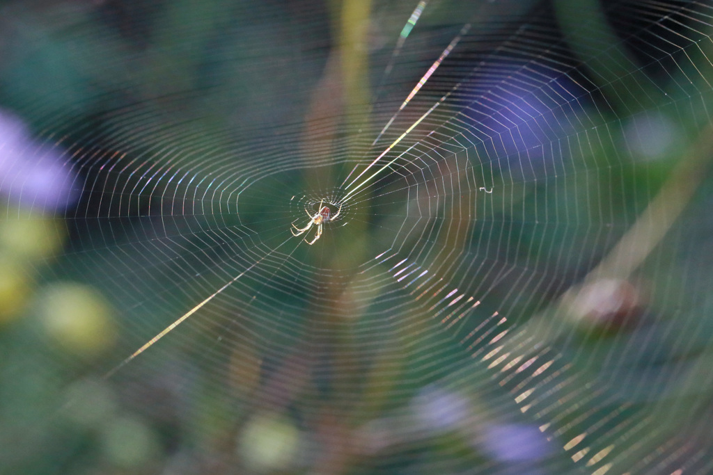 蜘蛛の糸その1