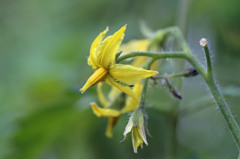 トマトは実になりません