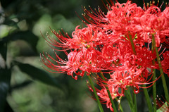 ひっそり咲いて