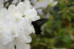 黒と白