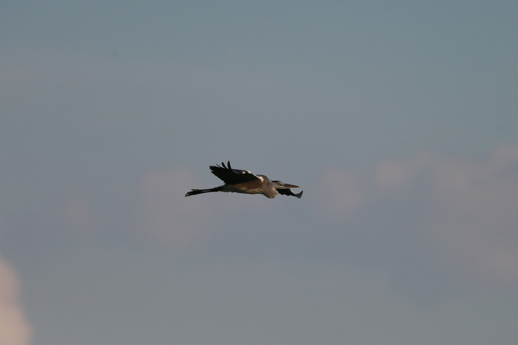 夕陽を浴びて-3