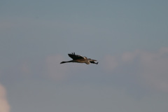 夕陽を浴びて-3