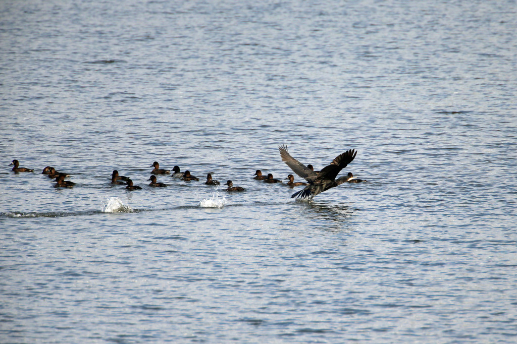 カワウさん離陸中