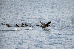 カワウさん離陸中