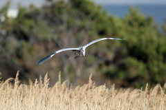 アオサギ低空飛行