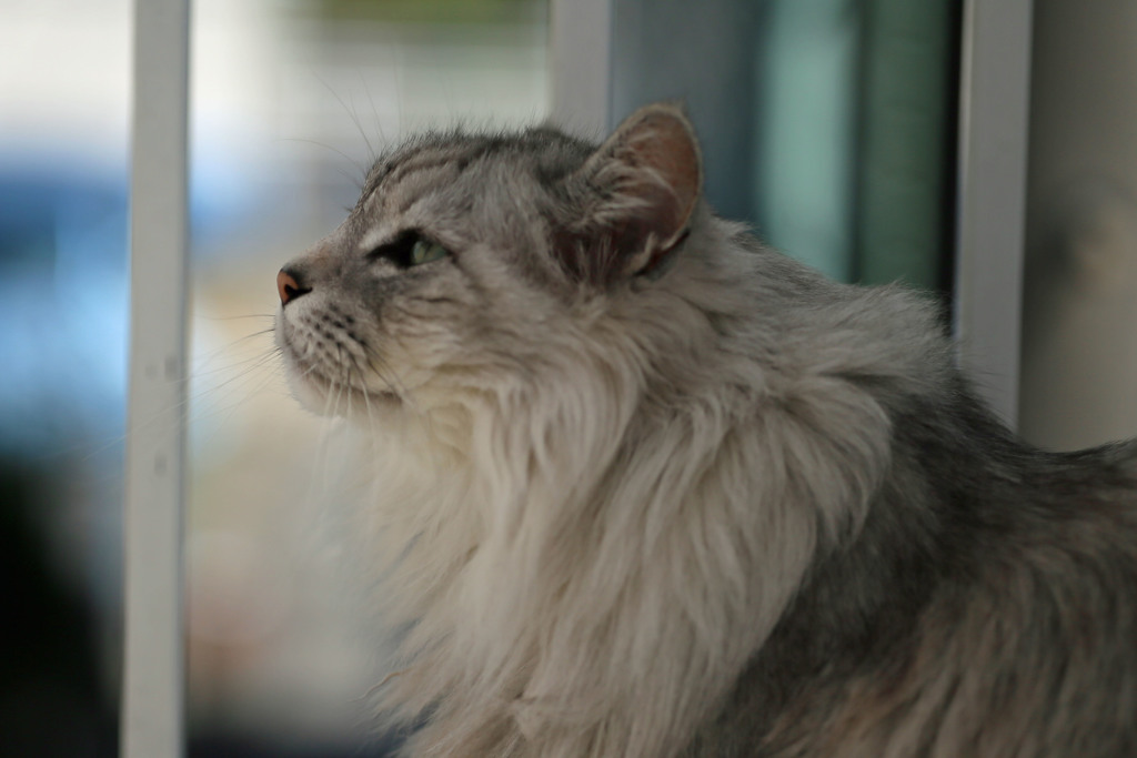 いい匂いするにゃ～