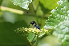 偶然写ったちっちゃい虫