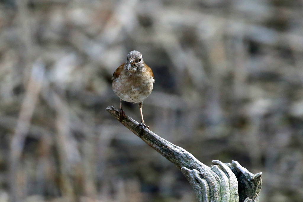 怒っているような
