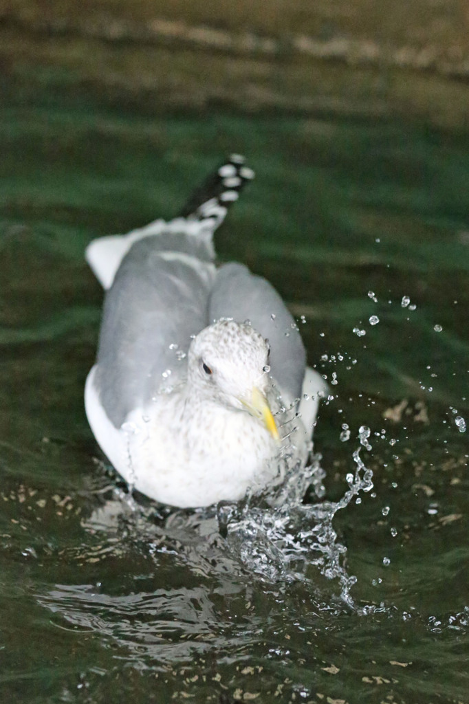 寒いのに水浴びです