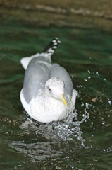 寒いのに水浴びです