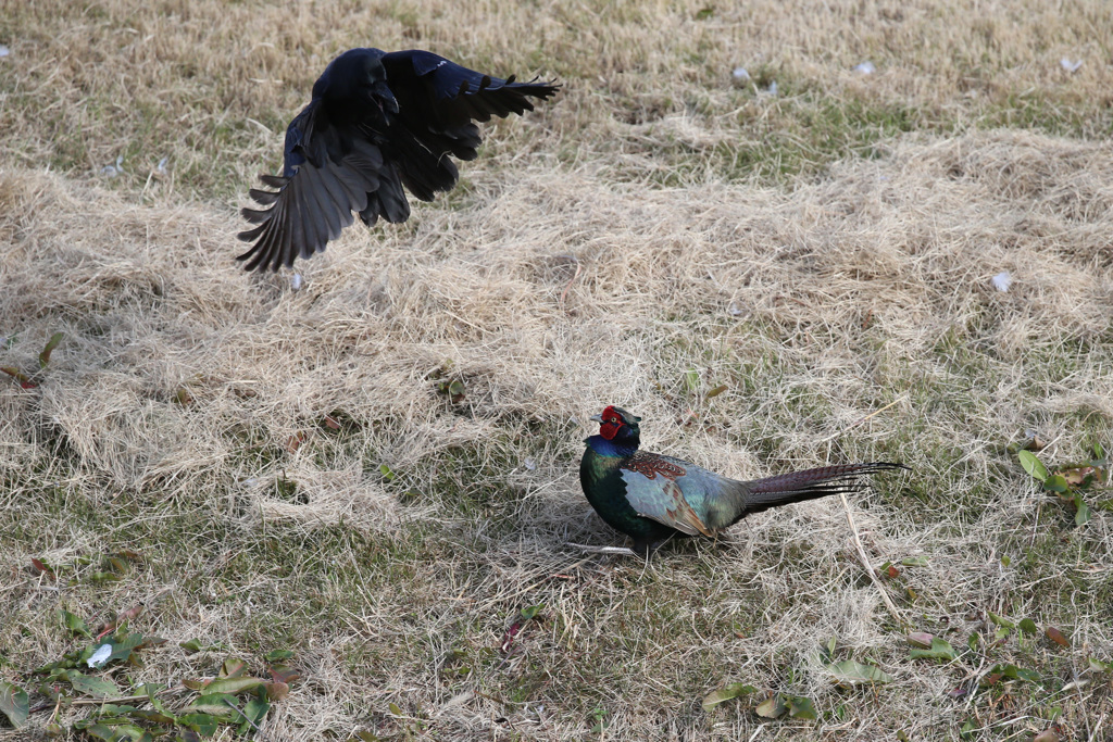 カラス逃げる