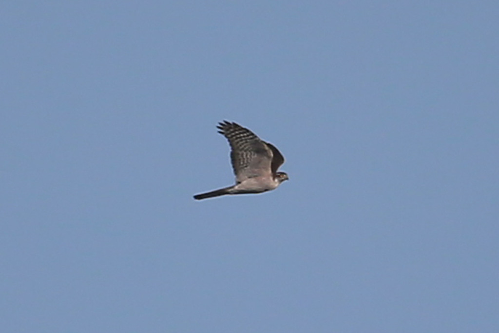 青空とハイタカ