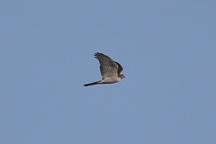 青空とハイタカ