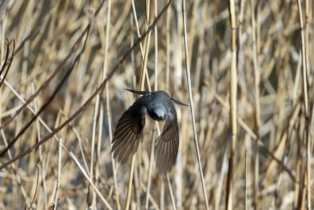 ヒヨドリ急降下