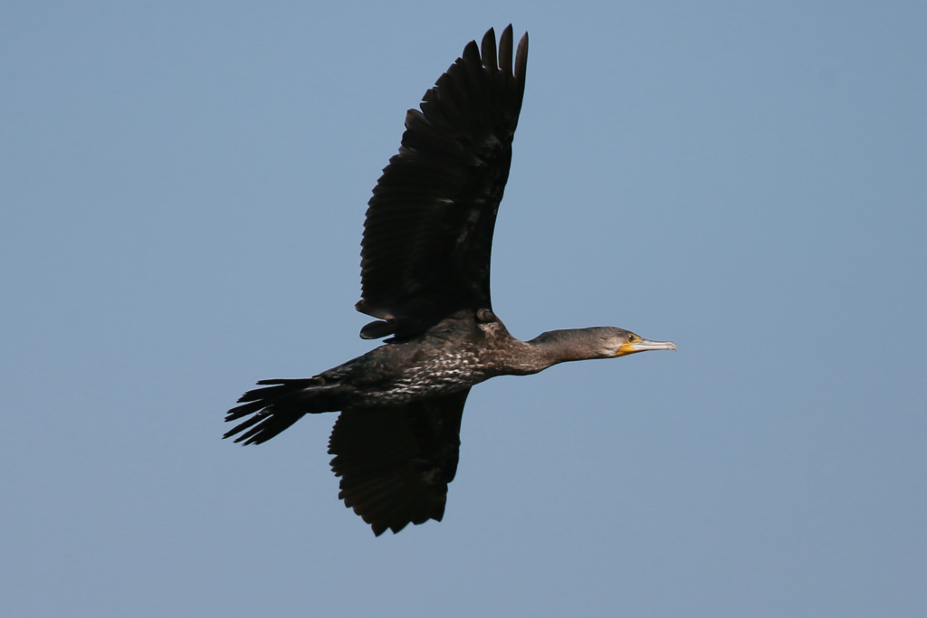 カワウシリーズ-1