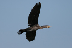 カワウシリーズ-1