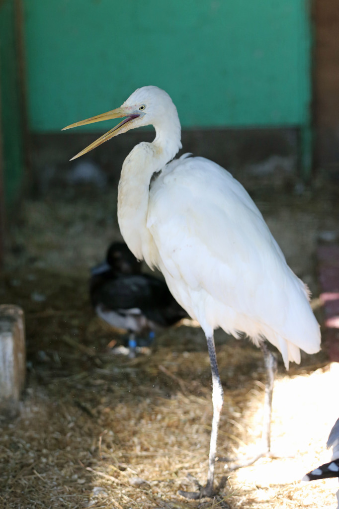 腹減った～飯食わせ