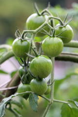 赤くならない中玉トマト