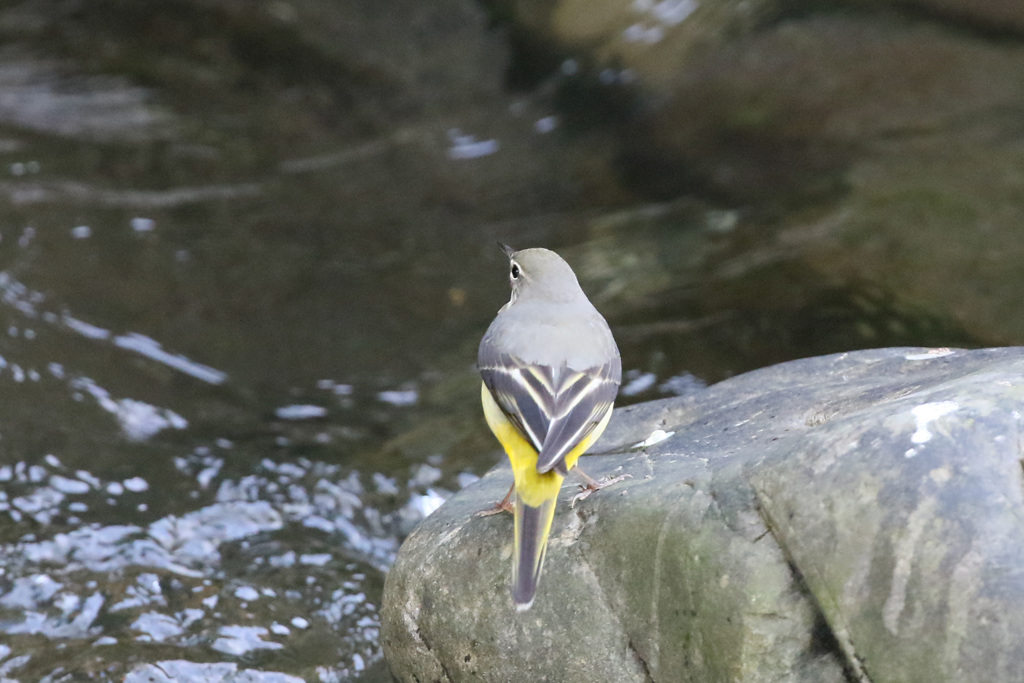 キセキレイポーズ-4