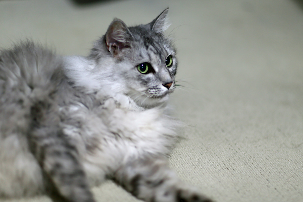 モデルポーズ？