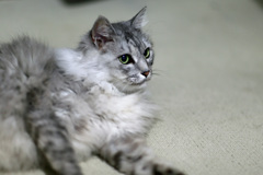 モデルポーズ？