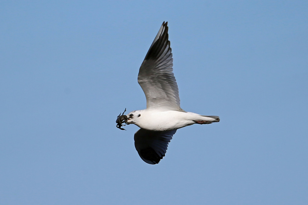 ズグロカモメ蟹ゲット