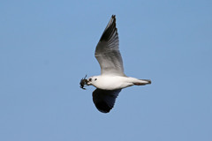 ズグロカモメ蟹ゲット