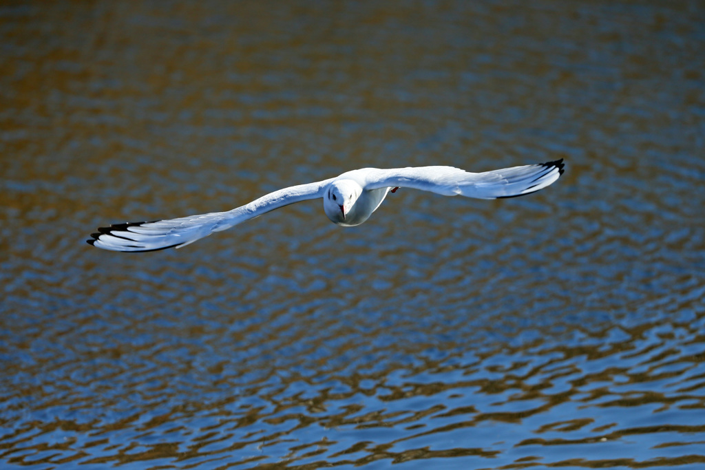 正面シリーズその9