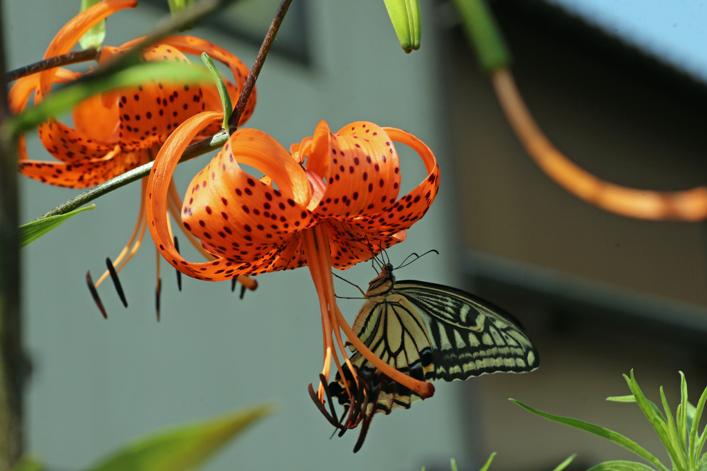 日陰は涼しいよ
