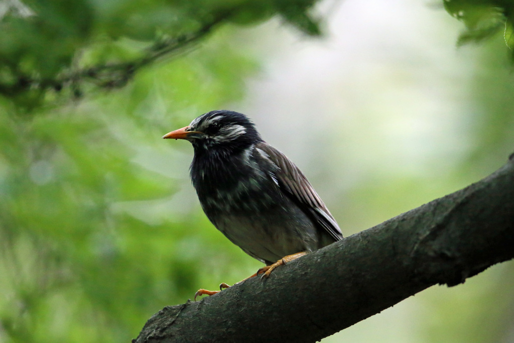 ムクドリポートレイト