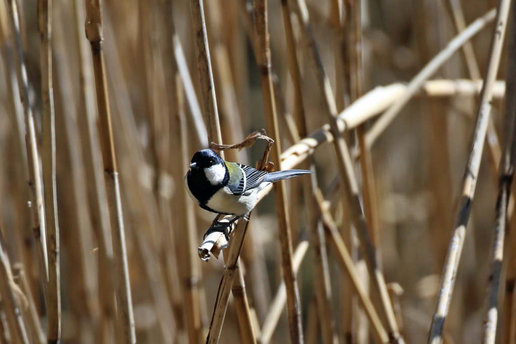 シジュウカラのポーズ-3