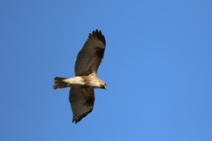 こっち向いてね